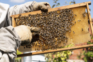 AgFest at the 2025 Rocky Mountain Homeschool Conference - Bee Keeping